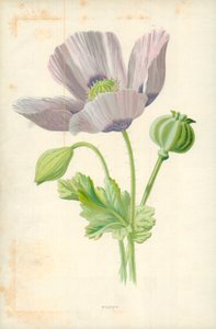 Unikko tekijältä Frederick Edward Hulme