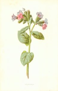 Pulmonaria tekijältä Frederick Edward Hulme