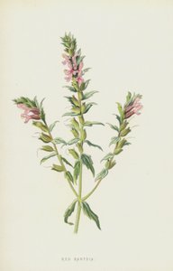 Punainen Bartsia (chromolitho) tekijältä Frederick Edward Hulme