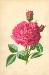 Ruusu tekijältä Frederick Edward Hulme