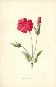 Rose Campion tekijältä Frederick Edward Hulme