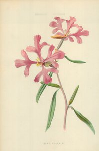 Rosy Clarkia tekijältä Frederick Edward Hulme