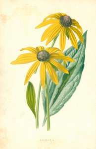 Rudbeckia tekijältä Frederick Edward Hulme