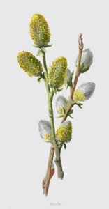 Sallow (chromolitho) tekijältä Frederick Edward Hulme