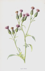 Sahavierre (chromolitho) tekijältä Frederick Edward Hulme