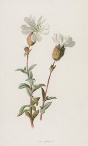 Sea Campion (chromolitho) tekijältä Frederick Edward Hulme