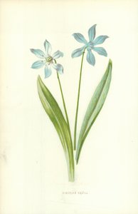 Siperian squill tekijältä Frederick Edward Hulme