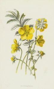 Silverweed (chromolitho) tekijältä Frederick Edward Hulme