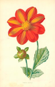 Sinkku Dahlia tekijältä Frederick Edward Hulme
