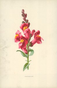 Snapdragon tekijältä Frederick Edward Hulme