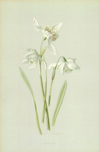 Lumikello tekijältä Frederick Edward Hulme
