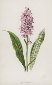 Täplikäs orchis (chromolitho) tekijältä Frederick Edward Hulme