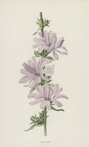 Succory (chromolitho) tekijältä Frederick Edward Hulme