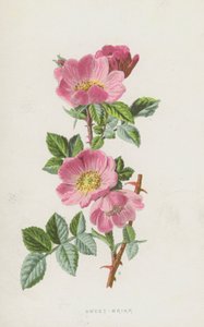 Sweet-Briar (chromolitho) tekijältä Frederick Edward Hulme