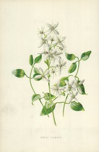 Suloinen Clematis tekijältä Frederick Edward Hulme
