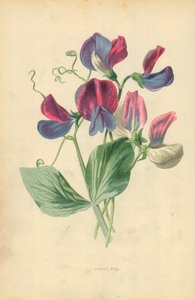 Makea herne tekijältä Frederick Edward Hulme