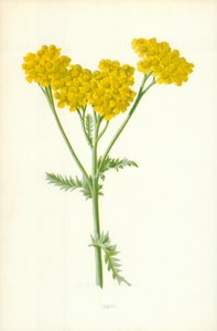 Tansy tekijältä Frederick Edward Hulme