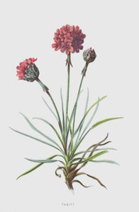 Säästävyys (chromolitho) tekijältä Frederick Edward Hulme