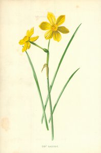 Pieni narsissi tekijältä Frederick Edward Hulme