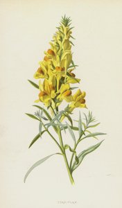 Rupikonna-pellava (chromolitho) tekijältä Frederick Edward Hulme