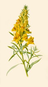 Toadflax, 1877. tekijältä Frederick Edward Hulme