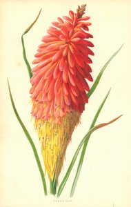 Soihtu Lily tekijältä Frederick Edward Hulme