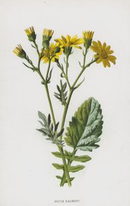 Vesi Ragwort (chromolitho) tekijältä Frederick Edward Hulme