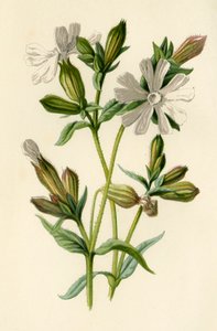 White Campion, 1877. tekijältä Frederick Edward Hulme