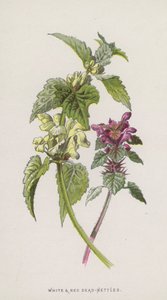Valkoinen ja punainen kuollut nokkonen (chromolitho) tekijältä Frederick Edward Hulme