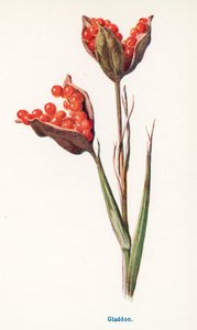 Maaseudun luonnonvaraiset hedelmät: Gladdon (värilitro) tekijältä Frederick Edward Hulme