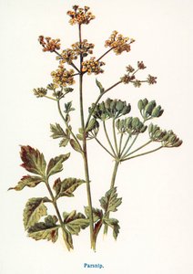 Maaseudun luonnonvaraiset hedelmät: (värilitro). tekijältä Frederick Edward Hulme