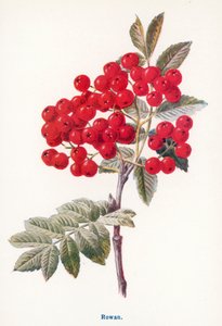 Maaseudun luonnonvaraiset hedelmät: Pihlaja (värilitro) tekijältä Frederick Edward Hulme