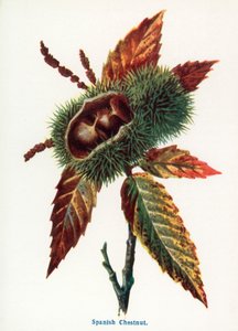 Maaseudun luonnonvaraiset hedelmät: (värilitro). tekijältä Frederick Edward Hulme