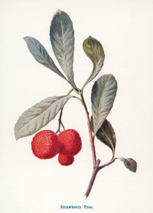 Maaseudun luonnonvaraiset hedelmät: Mansikkapuu (värilitro). tekijältä Frederick Edward Hulme