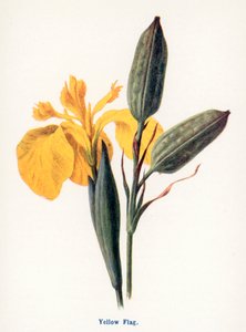 Maaseudun luonnonvaraiset hedelmät: Keltainen lippu (värilitra) tekijältä Frederick Edward Hulme