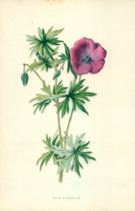 Villi geranium