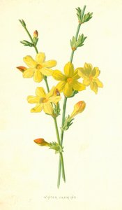 Talvi jasmiini tekijältä Frederick Edward Hulme