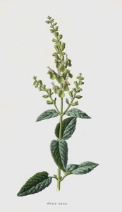 Puusalvia (chromolitho) tekijältä Frederick Edward Hulme