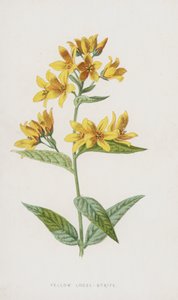 Yellow Loose-Strife (chromolitho) tekijältä Frederick Edward Hulme
