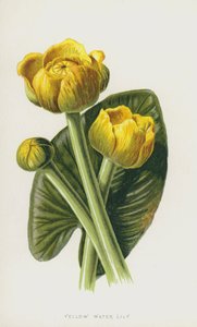 Keltainen lumpeen (chromolitho) tekijältä Frederick Edward Hulme
