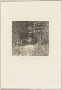 Fir Woods lähellä Leith Hilliä, Surrey tekijältä Frederick H. Evans