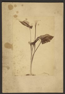 [Calla Lily] tekijältä Frederick H. Hollyer