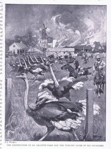 Tohtori Smartsin maatilan tuhoaminen ja strutsien vapauttaminen, teoksesta After Pretoria: The Guerilla War, jonka on julkaissut Harmsworth Bros Limited, 1901. tekijältä Frederick Judd Waugh