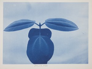 Tibouchina, 28. marraskuuta