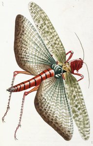 Egyptin heinäsirkka, 1790 tekijältä Frederick Polydor Nodder