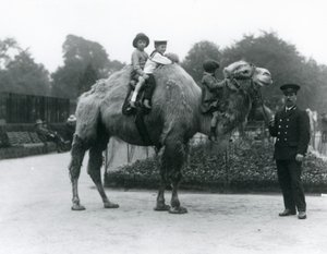 Baktrian kamelin ratsastus pitäjän Harry Warwickin kanssa Lontoon eläintarhassa, kesäkuu 1924 tekijältä Frederick William Bond