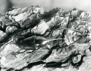 Kuoren päällä lepäävä bambukäskä, Lontoon eläintarha, 1927 tekijältä Frederick William Bond