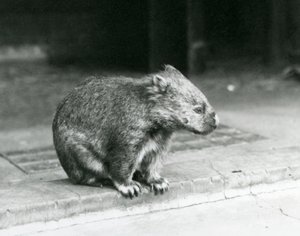 Paljasnukkainen/tavallinen/karkeakarvainen wombat istumassa maassa Lontoon eläintarhassa vuonna 1929 (m/v kuva) tekijältä Frederick William Bond