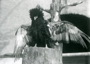 Bateleur Eagle seisoo kannolla ja levittää siipiään, Lontoon eläintarha, 1925 tekijältä Frederick William Bond