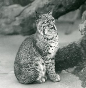Bay Lynx tai Bobcat istumassa Lontoon eläintarhassa, maaliskuu 1927. tekijältä Frederick William Bond